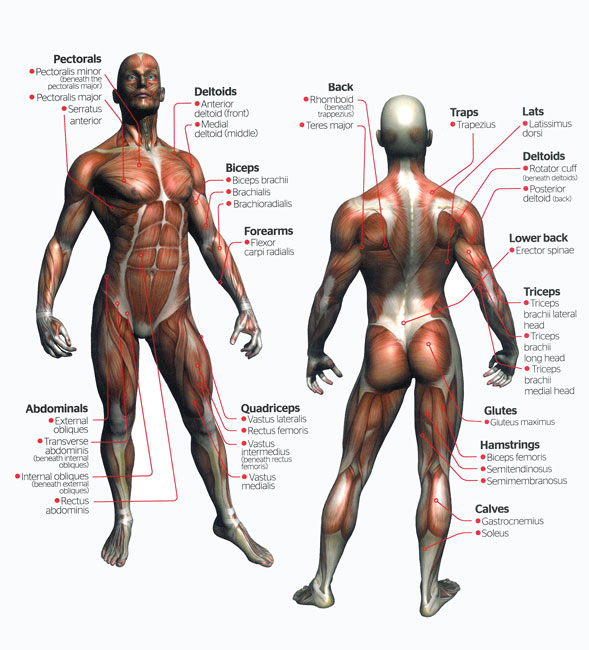 Vücut Bölümleri – Anatomi