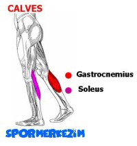Baldır – Calves – Egzersizleri Genel Listesi ve Anatomisi