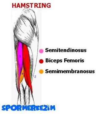 Arka Bacak – Hamstring – Egzersizleri Genel Listesi ve Anatomisi