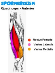 Bacak – Quadriceps – Egzersizleri Genel Listesi ve Anatomisi