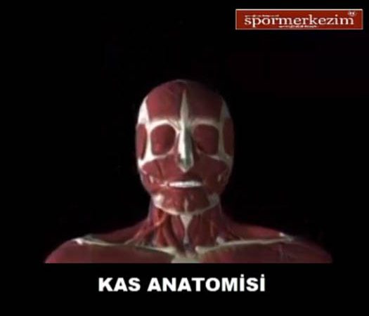 Anatomi
